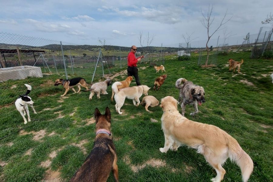 Educación canina