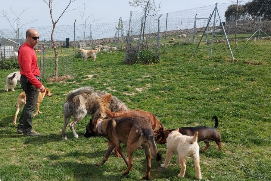 Modificación de conducta canina