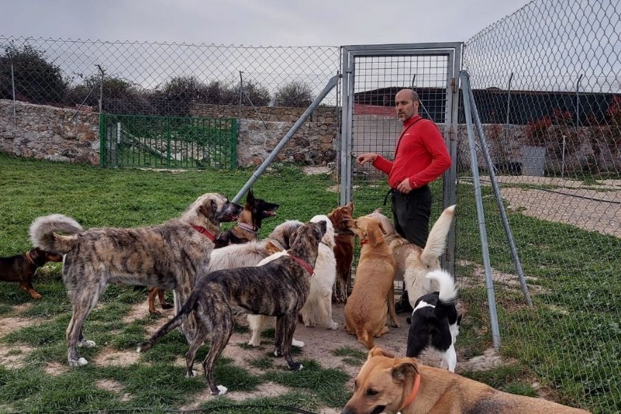 residencia canina en Madrid