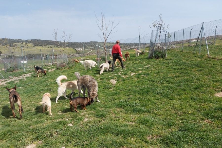 residencia canina Madrid